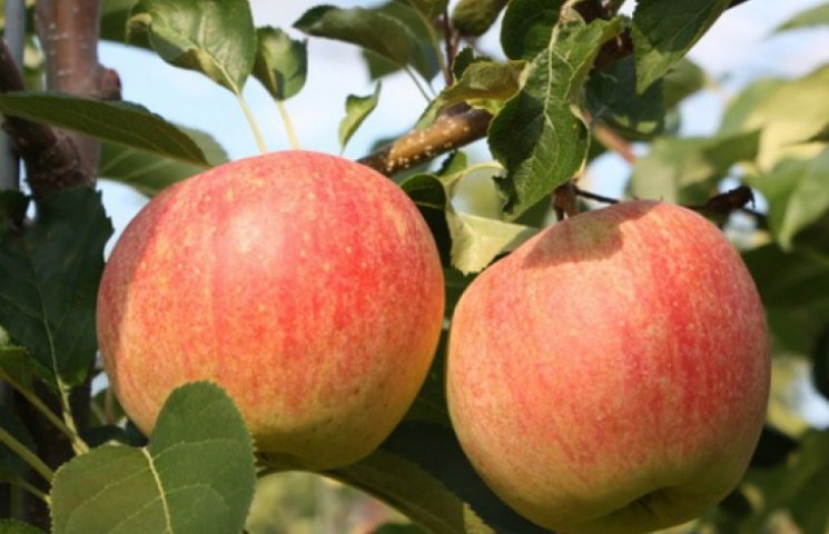Учені створили яблука, які у роті перетв…
