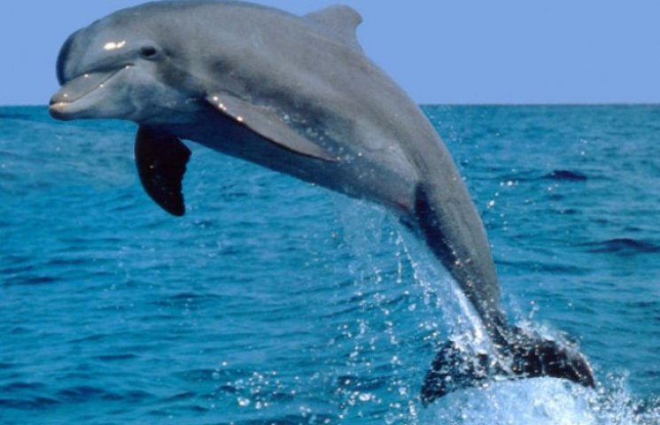 У Бердянській затоці загинув дельфін…