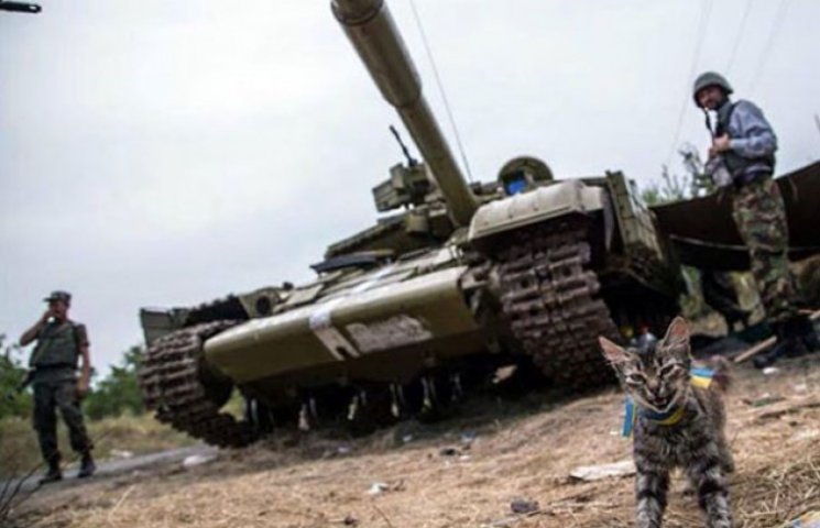 За что украинские военные поставят памятники котам