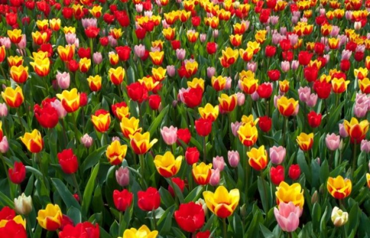 В Ужгороді висадять п’ять тисяч тюльпані…