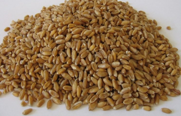Праматір пшениці - спельту сіють на Хмел…