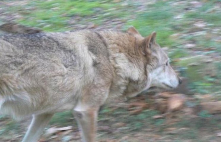 В горах Закарпатья - нашествие волков…