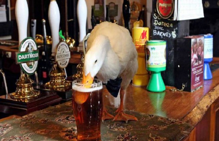 В британском пабе утка-алкоголичка подра…
