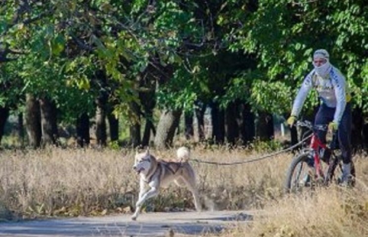 У Дніпропетровську собак запрягли у вело…