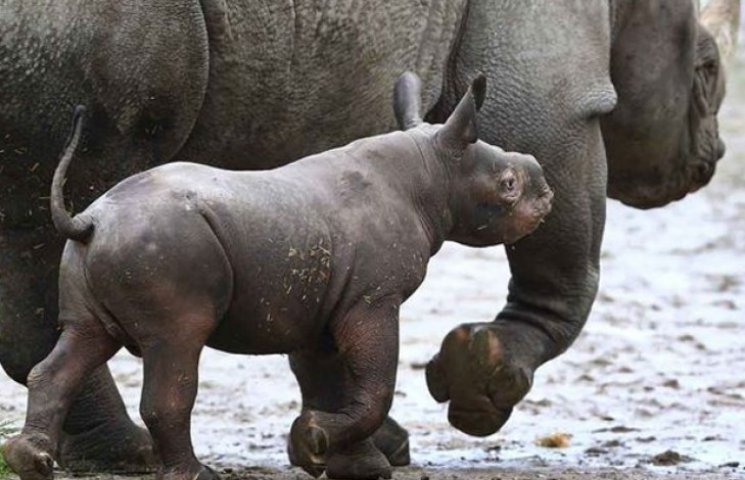 Новорожденный носорог покорил сердца бри…