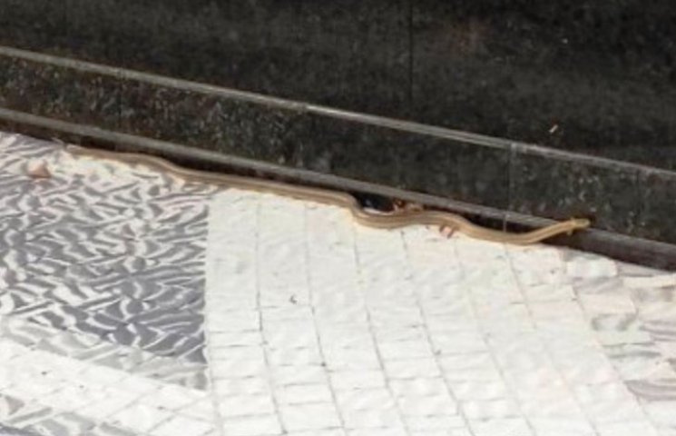 Ужгородськими тротуарами повзають змії…