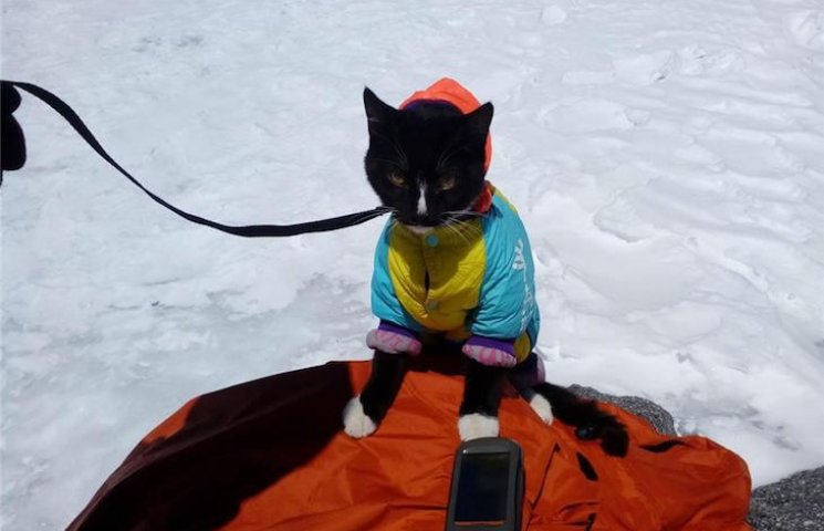 Як кіт-альпініст на Ельбрус підіймався…