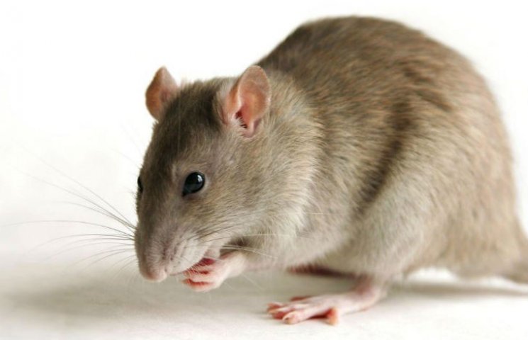 Крыса на миллион: В Полтаве на борьбу с…