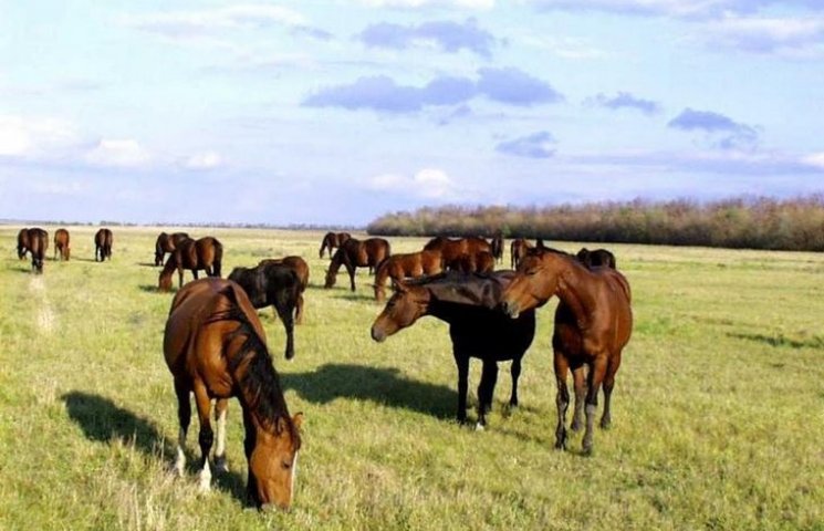 Житомирські браконьєри розстріляли коней…