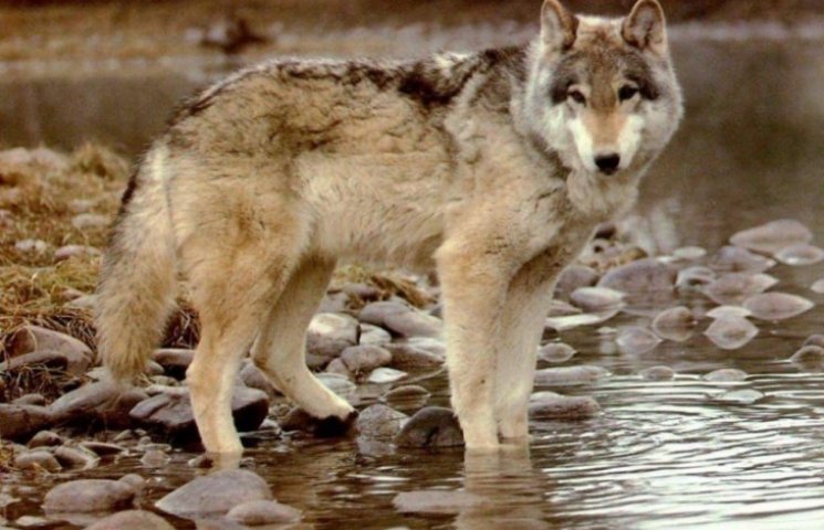 Нашествие чернобыльских волков фиксируют…