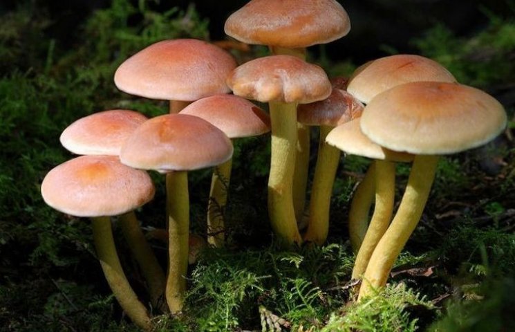 Подружжя вінничан отруїлося грибами…