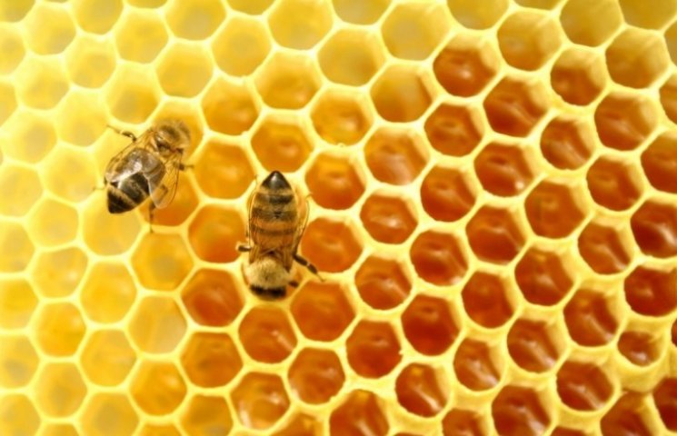 Винахідливі гуцули продають туристам мед…