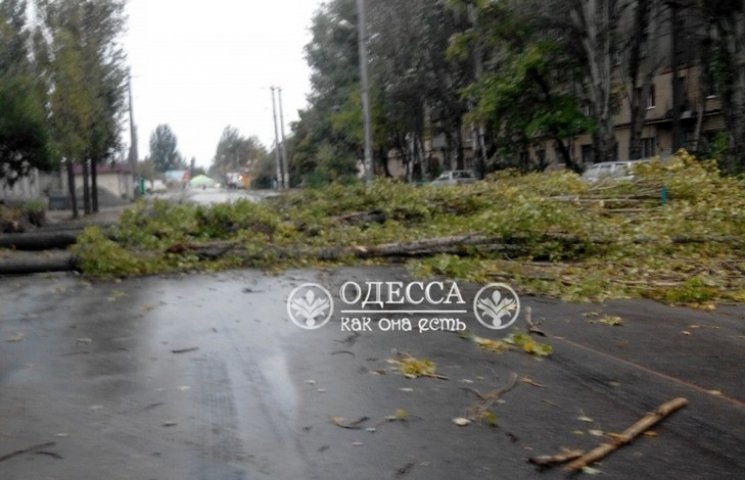 В Одесі вітер зніс декілька дерев на сел…
