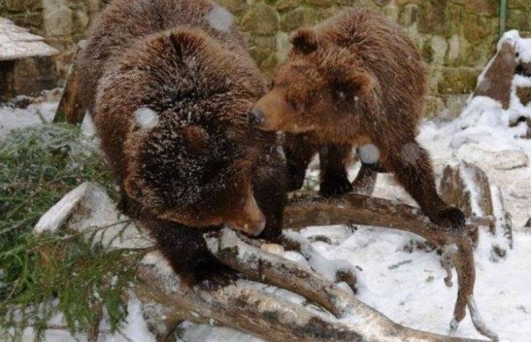 На Синевире бурых медведей готовят к зим…