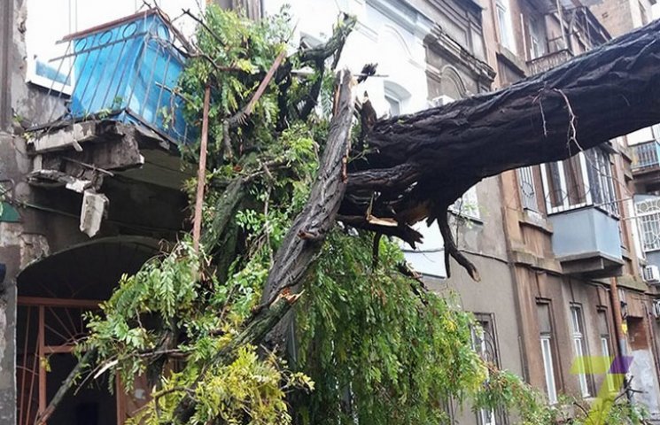 В Одессе упавшее дерево повредило балкон…