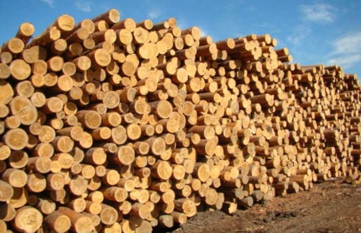 Мораторий на экспорт леса-кругляка долже…