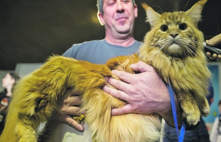 Самый большой кот из Днипра имеет гарем…