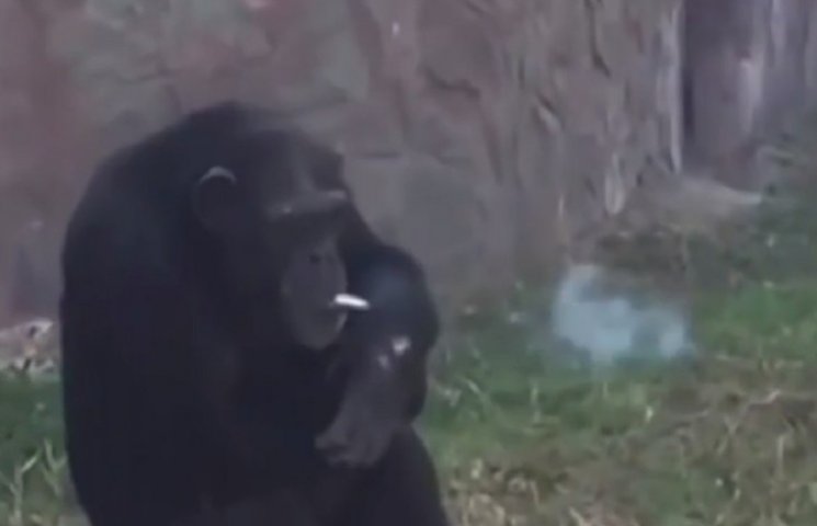 Шимпанзе одного из зоопарков курит сигар…