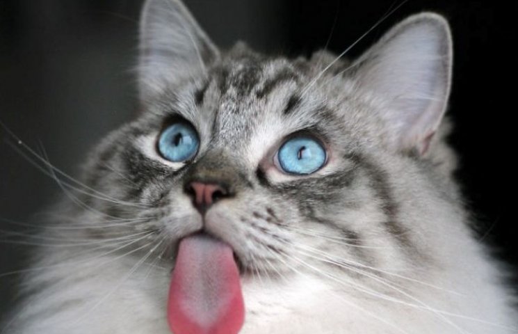 Як виглядає неймовірно язикатий кіт…