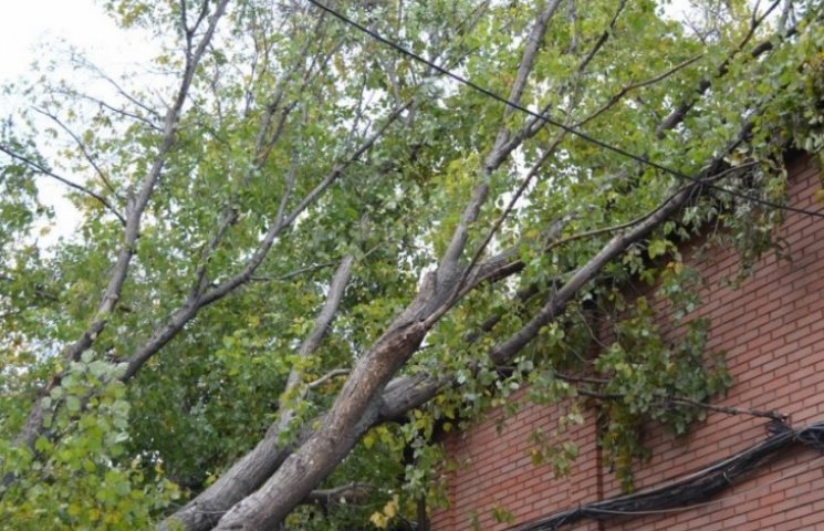 Деревья после одесского урагана "недоуби…