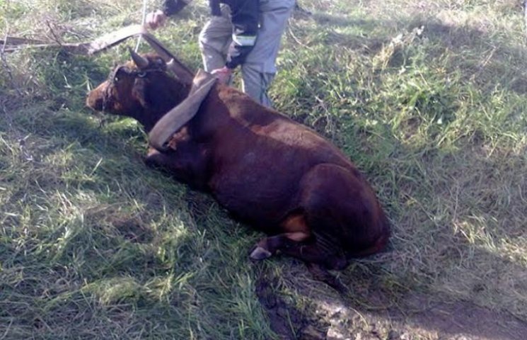 На Миколаївщині бик впав в триметровий к…