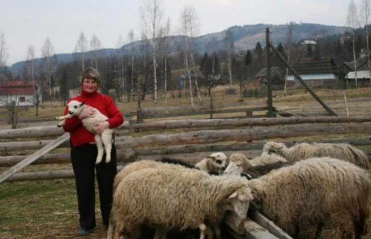 Где в Карпатах можно полечиться овцами…