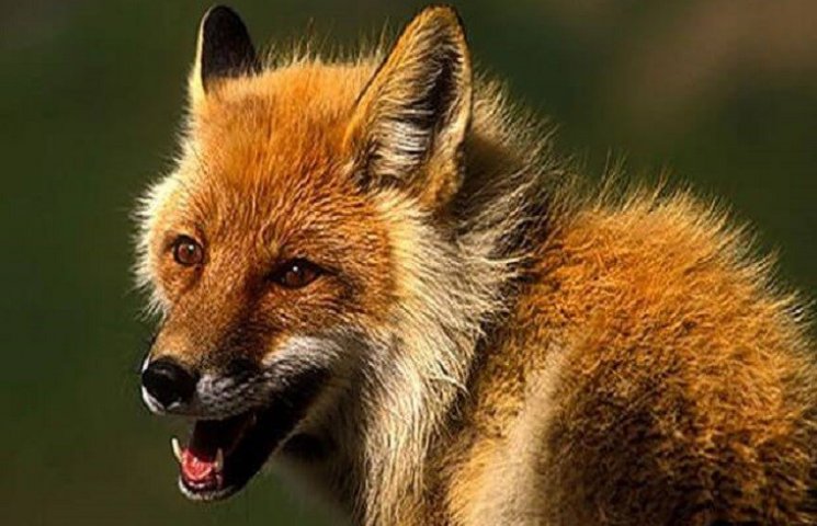 Тернопільщину атакують дикі хворі лиси…