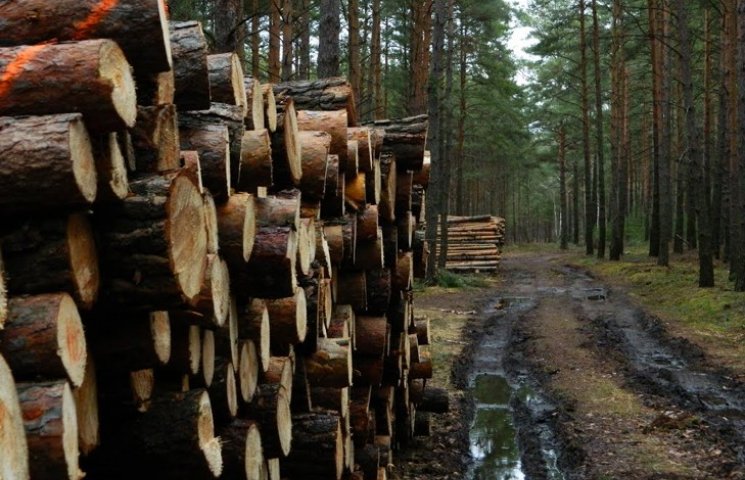 Деревина в лісокомунальних підприємствах…