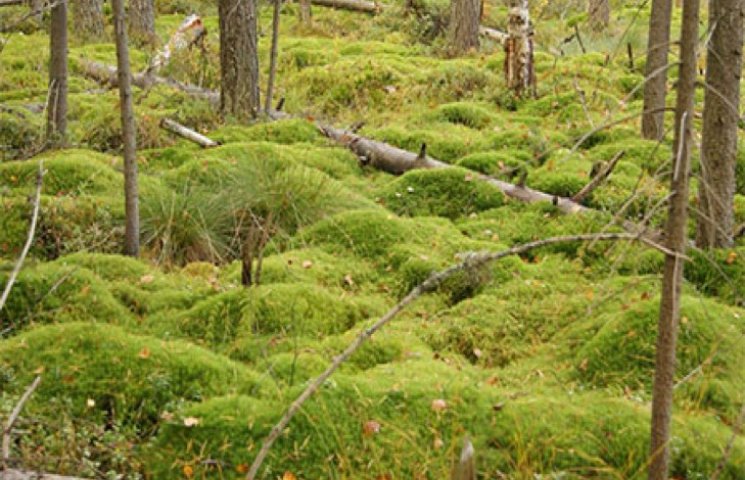На Хмельниччині майже половина лісів ком…
