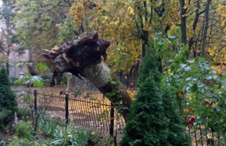 В Ужгороді падають старі аварійні дерева…