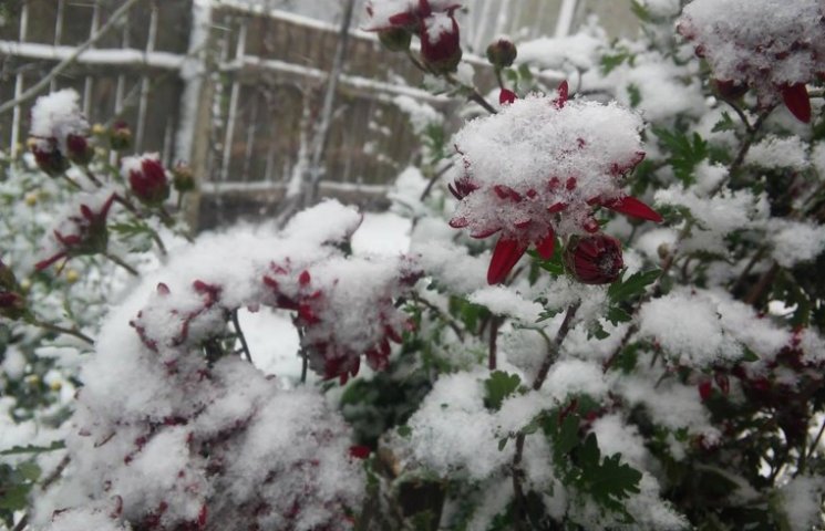 На Чернігівщині випав перший сніг - Сумщ…