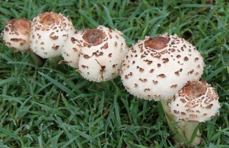 Ще четверо миколаївців отруїлися грибами…