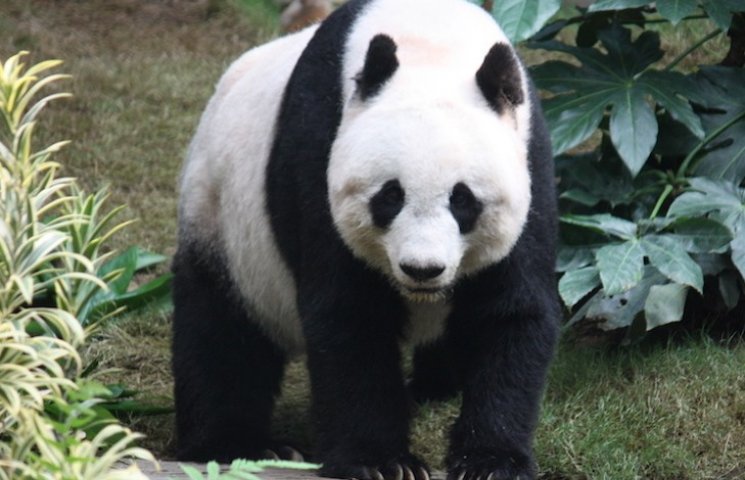 Як величезна панда "образилася" на чолов…