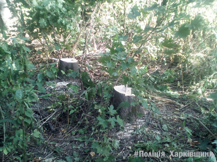 На Харківщині затримали лісового браконь…