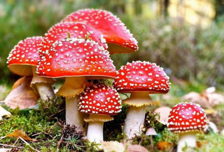 На Прикарпатье от отравления грибами уме…