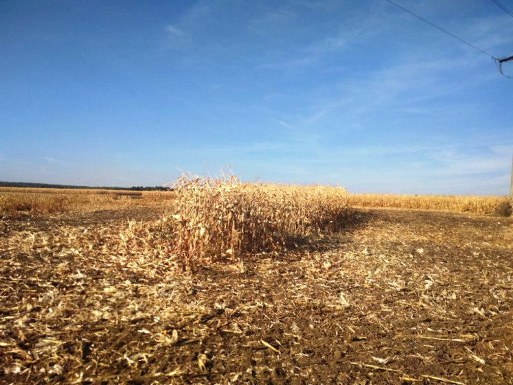 На Полтавщині згоріло поле з кукурудзою…