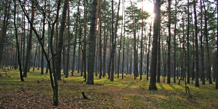 Дерибан леса в Ирпене и Буче: Прокуратур…