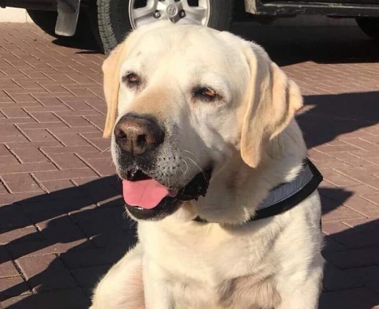 На Одещині собака-поліцейський святкує 1…