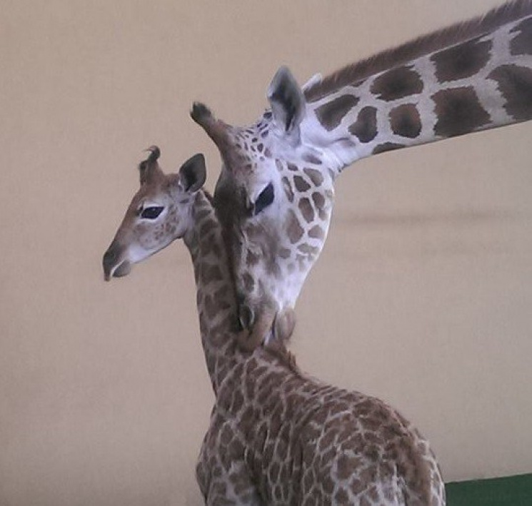 У зоопарку на Київщині народилося дитинч…