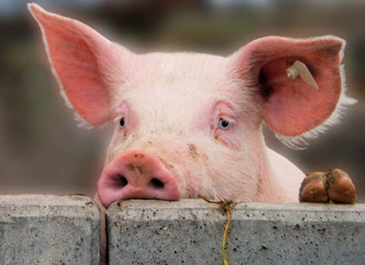 У Мелітополі врятували з пожежі 50 свине…