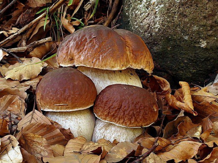 На Дніпропетровщині від отруєння грибами…
