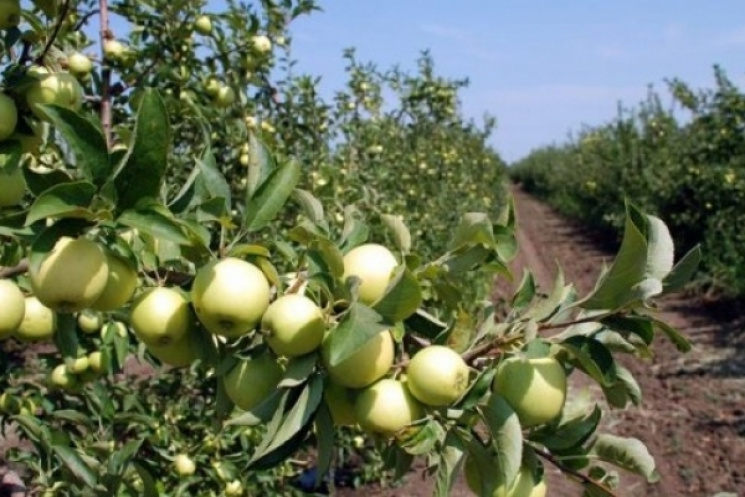 Вьетнам выложит за яблоки из Тернопольщи…