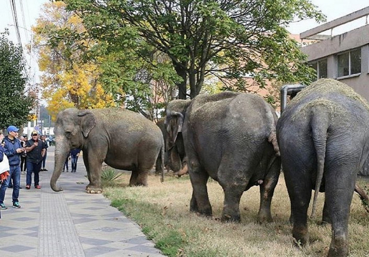 По улицам Краснодара разгуливали слоны (…