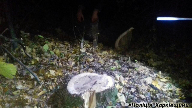 На Харківщині затримали "вбивцю" лісу…