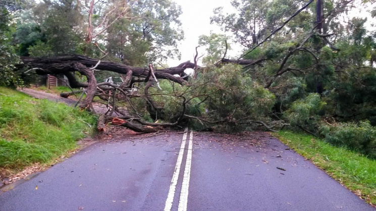 Негода повалила дерева на Львівщині…