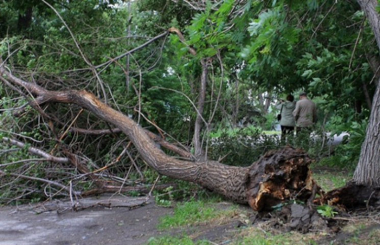На Прикарпатті повалене негодою дерево в…