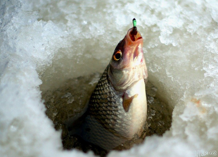 На Харківщині вводять обмеження для риба…