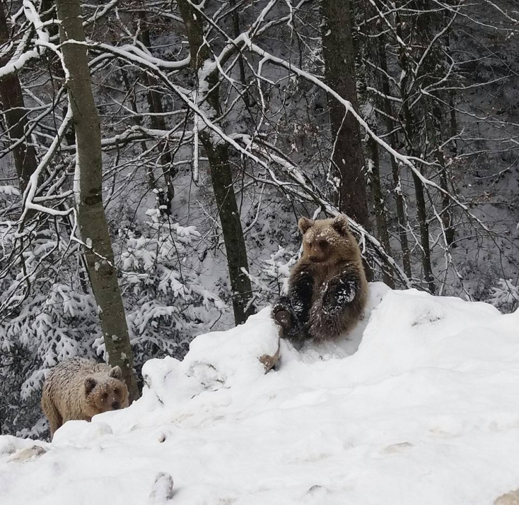 Як радіють снігу грайливі ведмеді у зака…