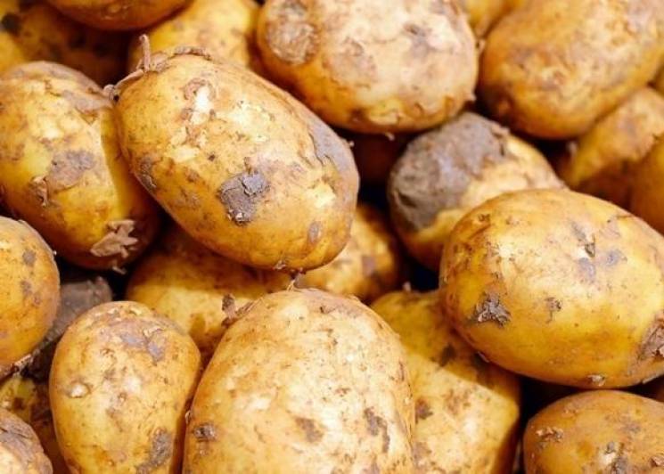На російських прилавках виявили картоплю…