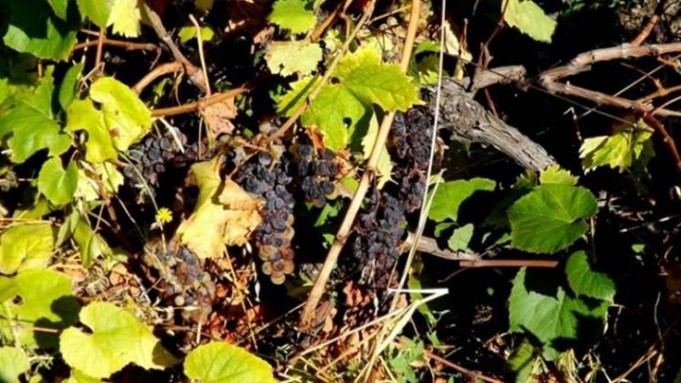 У окупантів згнив рекордний врожай виног…